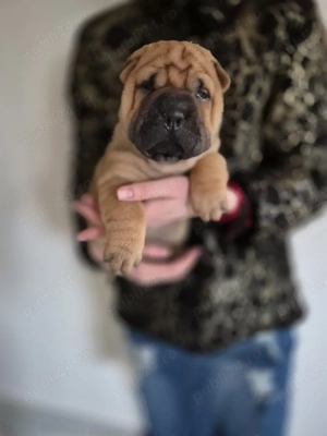shar pei drăgălași  - imagine 3