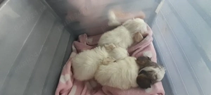 Vând  pui de căței 