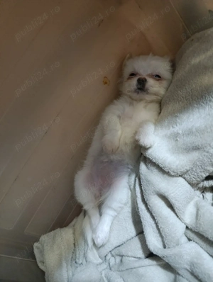 Vând  pui de căței  - imagine 3