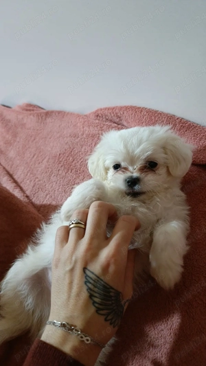 Vând  pui de căței  - imagine 5