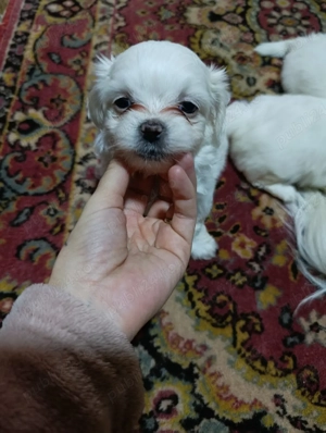 Vând  pui de căței  - imagine 2