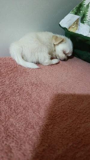 Vând  pui de căței  - imagine 4