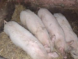 Purcei de vânzare! - imagine 2