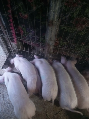 Purcei de vânzare  - imagine 4