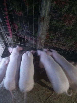 Purcei de vânzare  - imagine 2