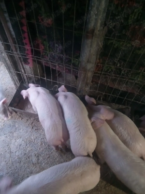 Purcei de vânzare  - imagine 5