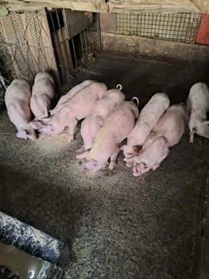 Grasuni 3 luni - imagine 2