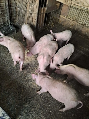 Grasuni 3 luni - imagine 3