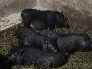 Vitnamezi   Purcei   Scroafe Gestante  