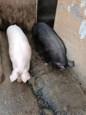 vând șoldani,grasuni.