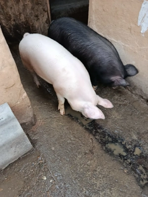 vând șoldani,grasuni. - imagine 2