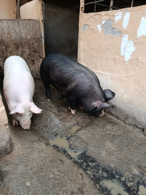 vând șoldani,grasuni. - imagine 3