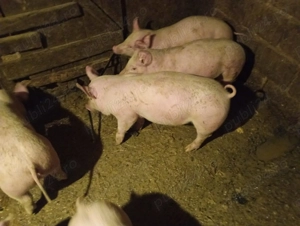 Vând purcei, rasă de carne  - imagine 3