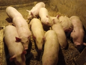 Vând purcei, rasă de carne  - imagine 2