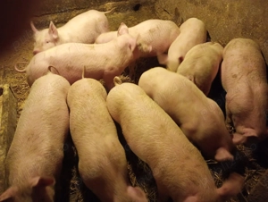 Vând purcei, rasă de carne 