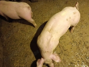 Vând purcei, rasă de carne  - imagine 5