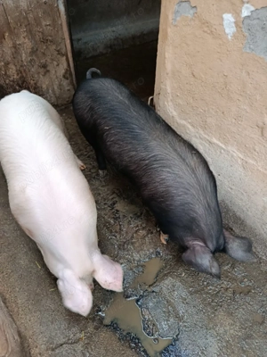 vând șoldani,grasuni. - imagine 4