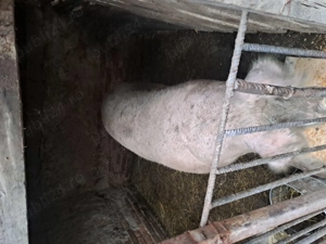 Porc vânzare de taiat - imagine 3