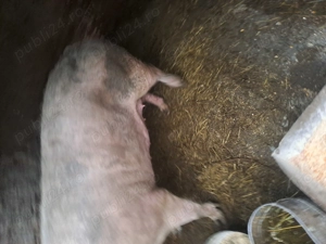 Porc vânzare de taiat - imagine 2