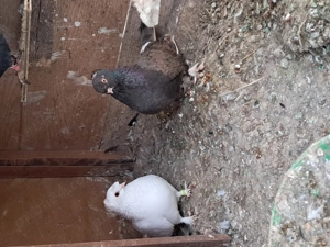 Porumbei jucători de Botoșani  - imagine 2