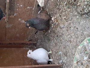 Porumbei jucători de Botoșani  - imagine 3