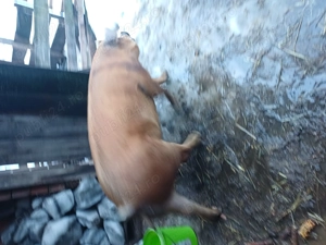 Vând șoldană montatădin 4 Decembrie - imagine 3