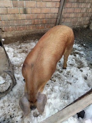 Vând șoldană montatădin 4 Decembrie - imagine 2