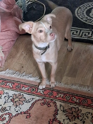 Dau spre adoptie catelusa Luna - imagine 3