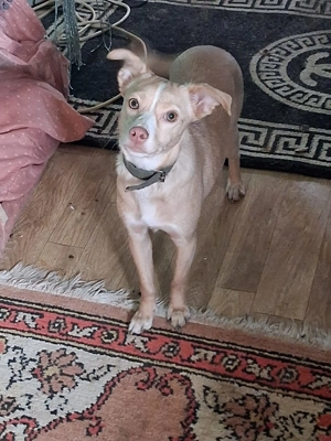 Dau spre adoptie catelusa Luna - imagine 2