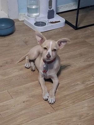 Dau spre adoptie catelusa Luna