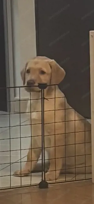 Vând pui labrador femelă 2,5 luni - imagine 2