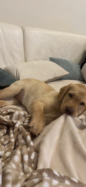 Vând pui labrador femelă 2,5 luni - imagine 3