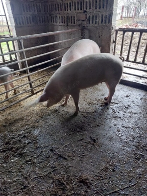 Vand porci - imagine 3