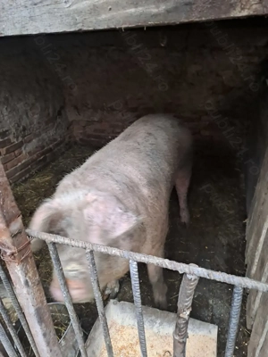 Vand porci de taiat - imagine 3