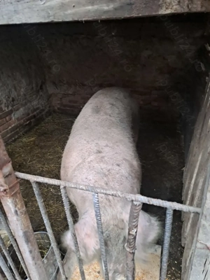 Vand porci de taiat - imagine 4