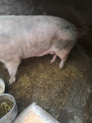 Vand porci de taiat - imagine 2