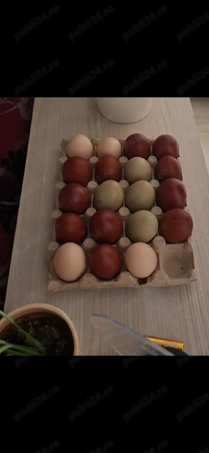 Familie gaini Marans - imagine 2