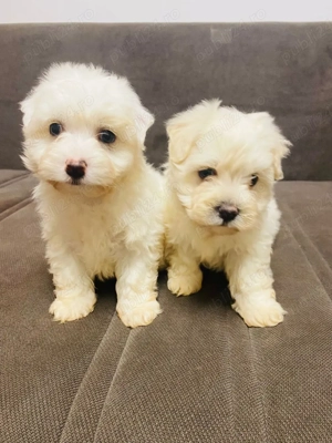 Bichoni de vânzare  - imagine 2