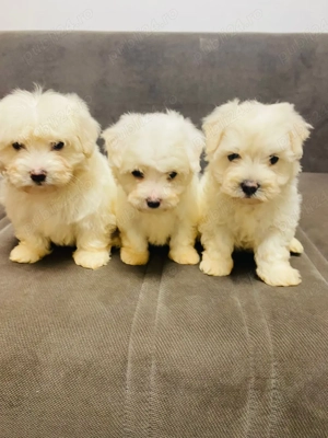 Bichoni de vânzare  - imagine 3