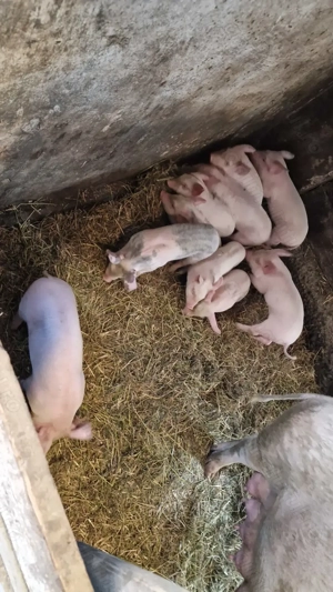 Vand purcel  - imagine 2