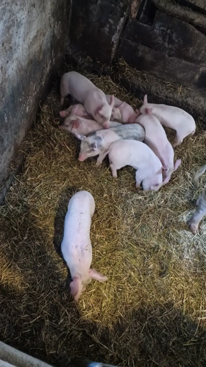 Vand purcel  - imagine 5