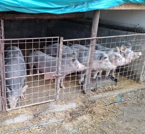 Vând porci petreni - imagine 5