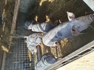 Vând porci petreni - imagine 4