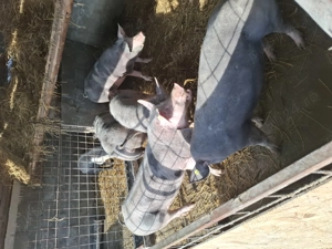 Vând porci petreni - imagine 3