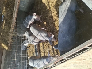 Vând porci petreni - imagine 2