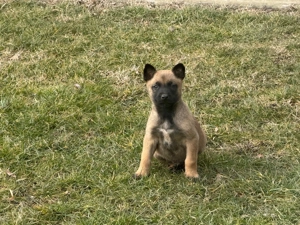 ciobanesc Malinois - imagine 4