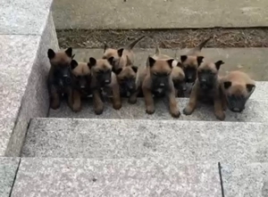 ciobanesc Malinois - imagine 2