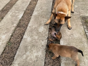 ciobanesc Malinois - imagine 3