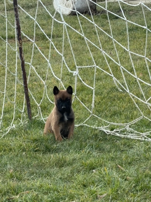ciobanesc Malinois