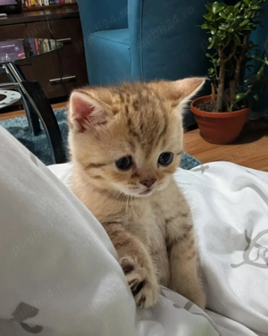  Pui Băiețel Pisica British Shorthair disponibil de vanzare